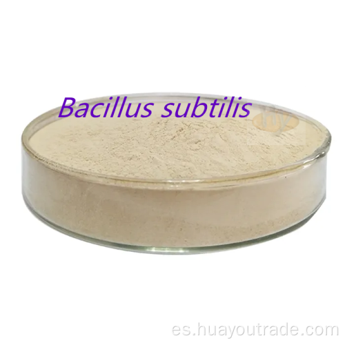 Bacillus subtilis agua insoluble 500cfu/g para aditivo de alimentación